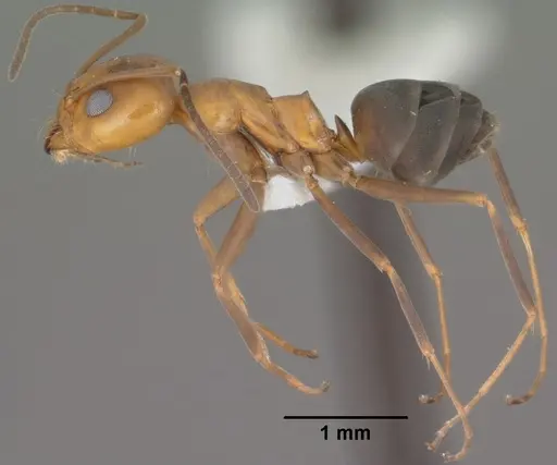 Dorymyrmex bicolor - CASENT0102752