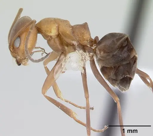 Dorymyrmex bicolor - CASENT0179517