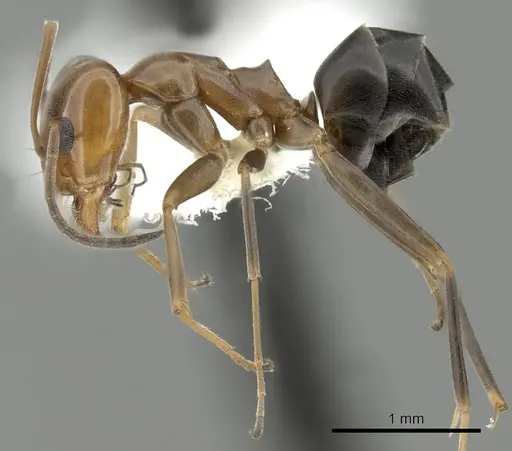 Dorymyrmex bicolor - CASENT0249669
