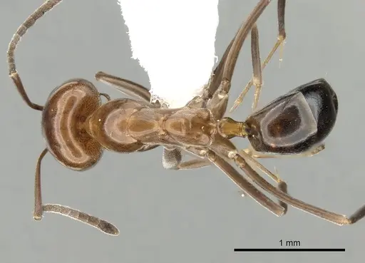 Dorymyrmex bicolor - CASENT0249673