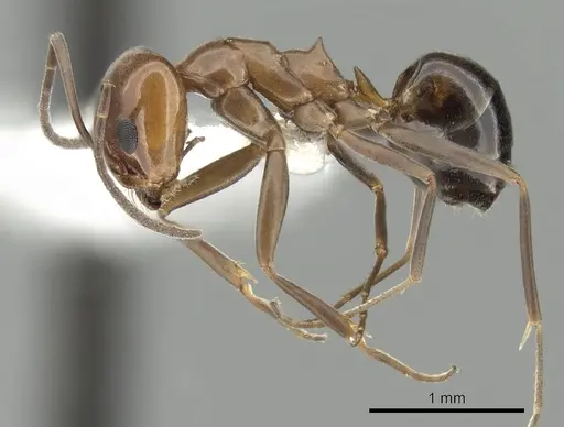 Dorymyrmex bicolor - CASENT0249673