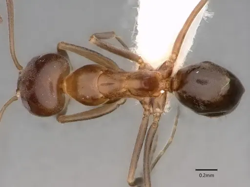 Dorymyrmex bicolor - CASENT0841071