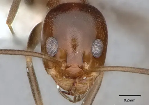 Dorymyrmex bicolor - CASENT0841071