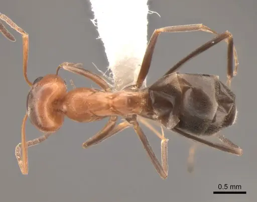 Dorymyrmex bicolor - CASENT0841124