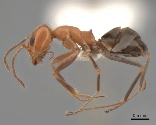 Dorymyrmex bicolor - CASENT0841124