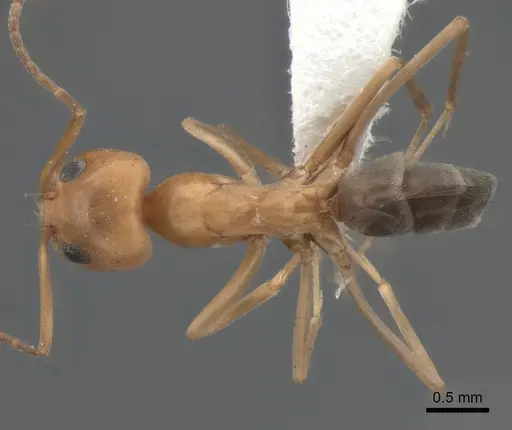 Dorymyrmex bicolor - CASENT0841125