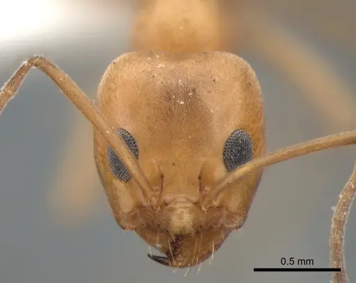 Dorymyrmex bicolor - CASENT0841125