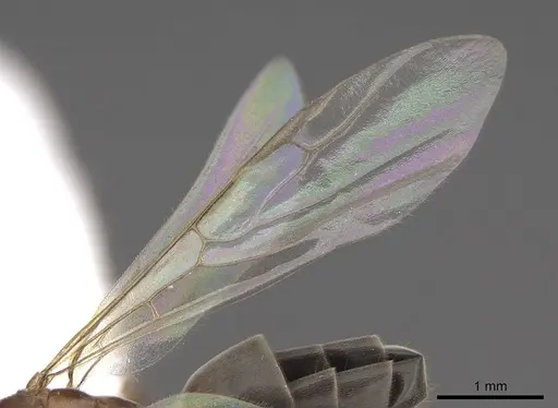 Dorymyrmex bicolor - CASENT0843686