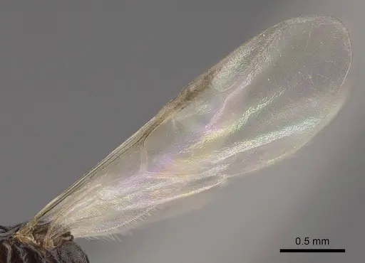 Dorymyrmex bicolor - CASENT0843687