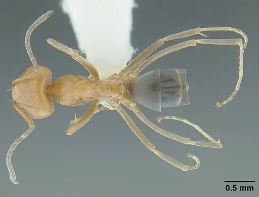 Dorymyrmex bicolor - CASENT0844005