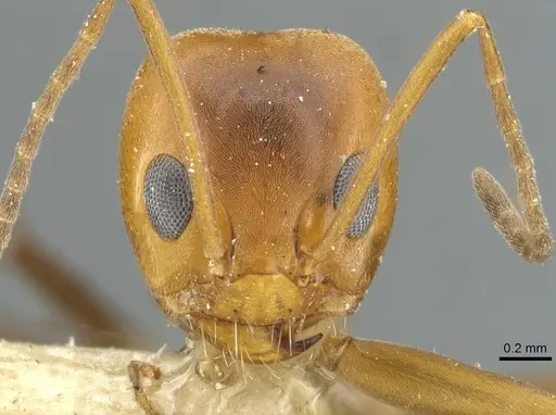 Dorymyrmex bicolor - CASENT0911522