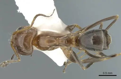 Dorymyrmex bicolor - CASENT0914498