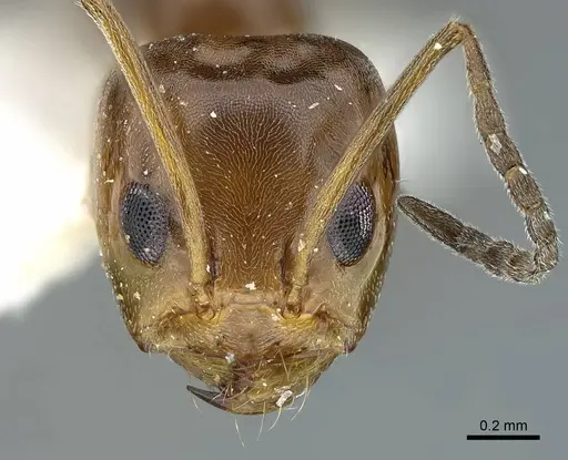 Dorymyrmex bicolor - CASENT0914498