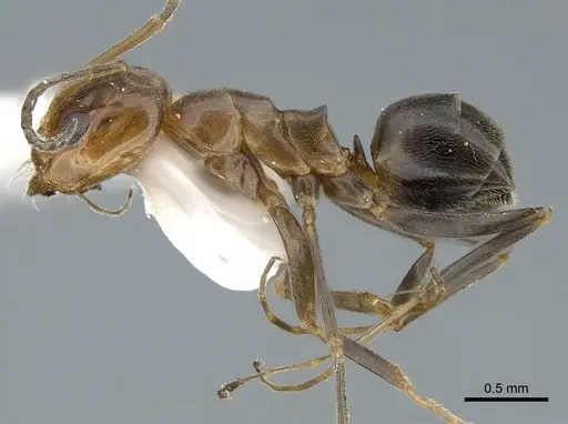 Dorymyrmex bicolor - CASENT0914498