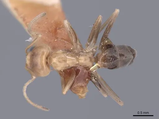 Dorymyrmex bicolor - FMNHINS0000045098