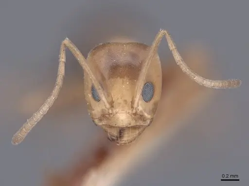 Dorymyrmex bicolor - FMNHINS0000045098