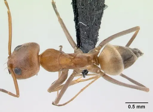Dorymyrmex biconis specimen