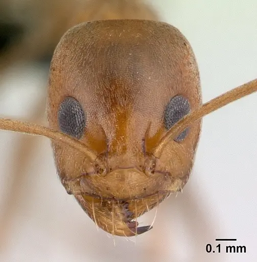 Dorymyrmex biconis specimen