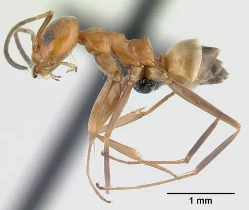 Dorymyrmex biconis specimen