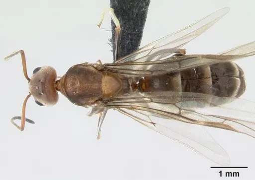 Dorymyrmex biconis - CASENT0192694