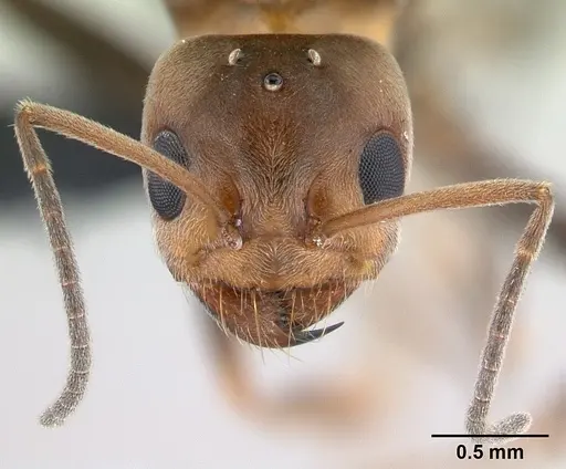 Dorymyrmex biconis - CASENT0192694