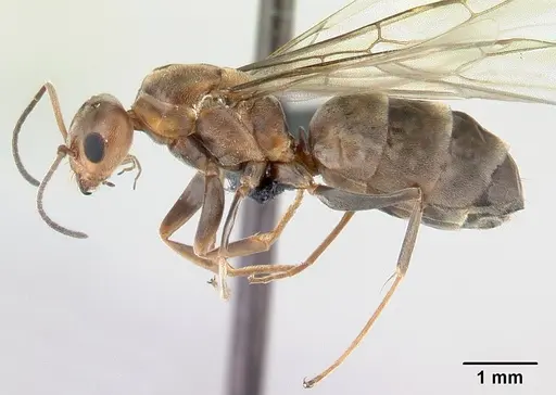 Dorymyrmex biconis - CASENT0192694