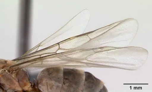 Dorymyrmex biconis - CASENT0192694