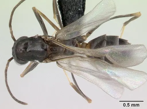 Dorymyrmex biconis - CASENT0192695