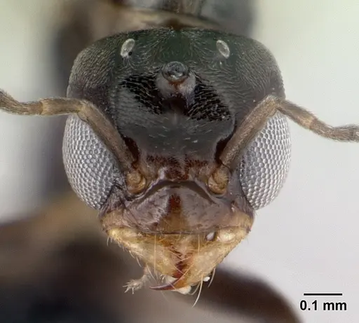 Dorymyrmex biconis - CASENT0192695