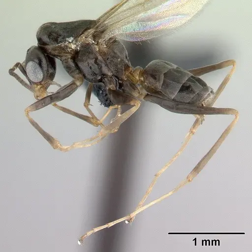 Dorymyrmex biconis - CASENT0192695