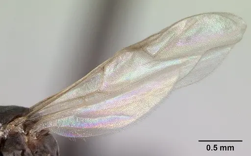 Dorymyrmex biconis - CASENT0192695