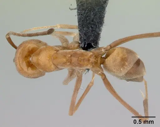 Dorymyrmex biconis - CASENT0192696