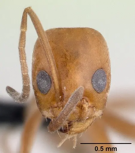 Dorymyrmex biconis - CASENT0192696