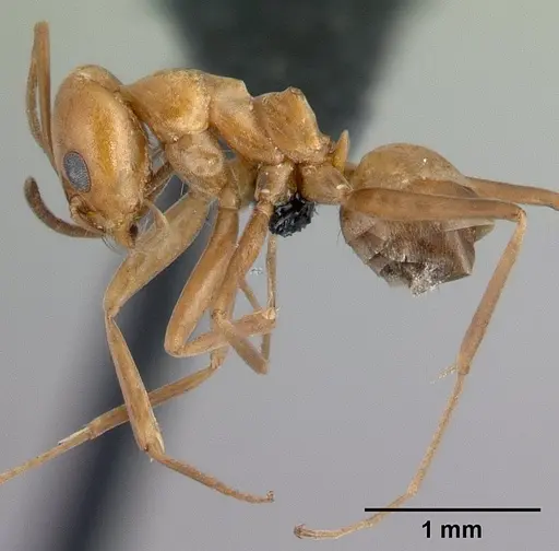 Dorymyrmex biconis - CASENT0192696