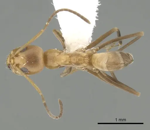 Dorymyrmex biconis - CASENT0249688