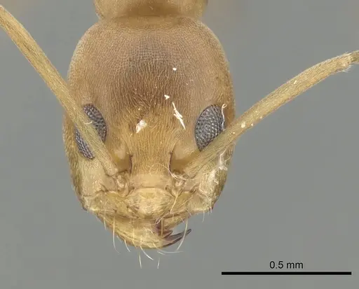 Dorymyrmex biconis - CASENT0249688