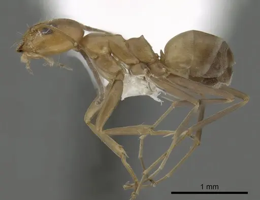 Dorymyrmex biconis - CASENT0249688