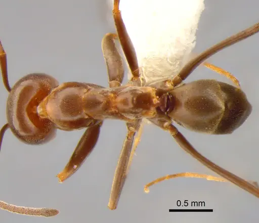 Dorymyrmex biconis - CASENT0841204