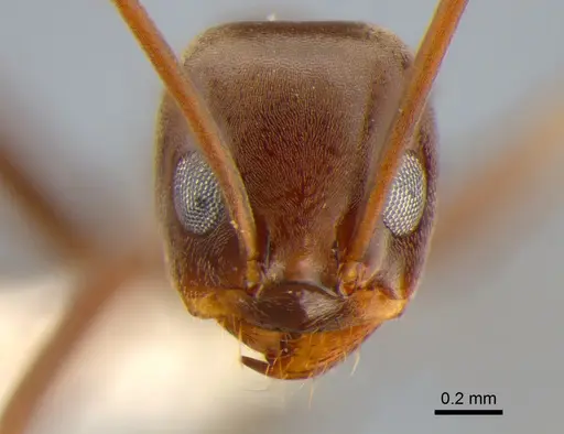 Dorymyrmex biconis - CASENT0841204