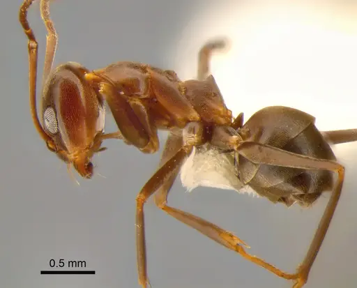 Dorymyrmex biconis - CASENT0841204