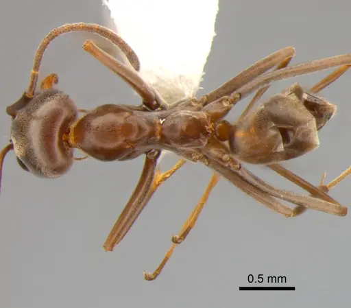 Dorymyrmex biconis - CASENT0843419