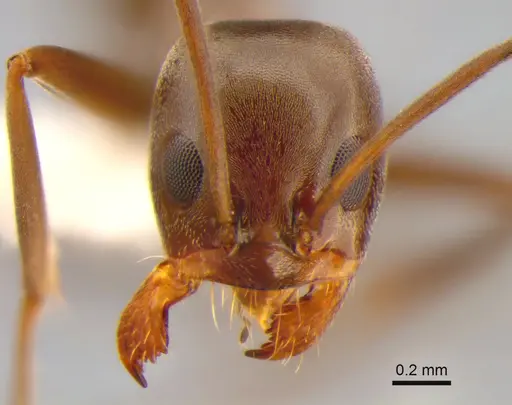 Dorymyrmex biconis - CASENT0843419