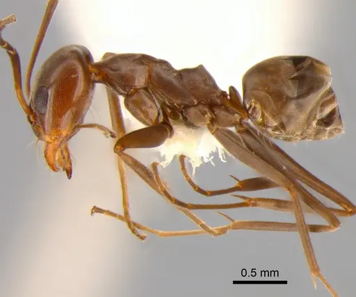 Dorymyrmex biconis - CASENT0843419