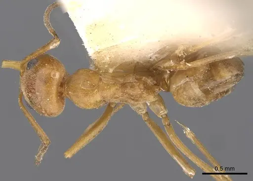 Dorymyrmex biconis - CASENT0909730