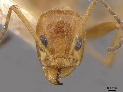 Dorymyrmex biconis - CASENT0909730