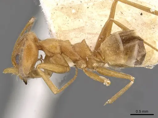 Dorymyrmex biconis - CASENT0909730