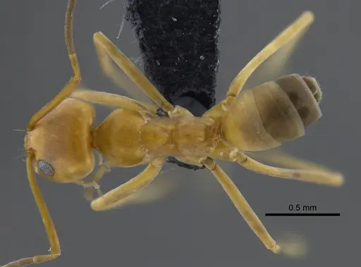 Dorymyrmex biconis - CBUMAGENT41879