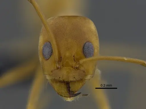 Dorymyrmex biconis - CBUMAGENT41879