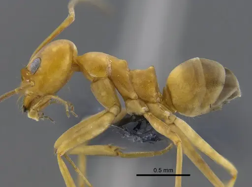 Dorymyrmex biconis - CBUMAGENT41879