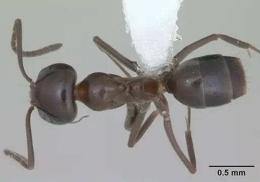 Dorymyrmex bituber specimen